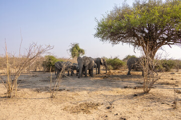 group of elephants in the wild of chobe np © Andreas
