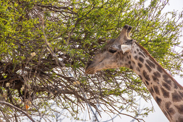portrait of giraffe eating leaves from a tree © Andreas