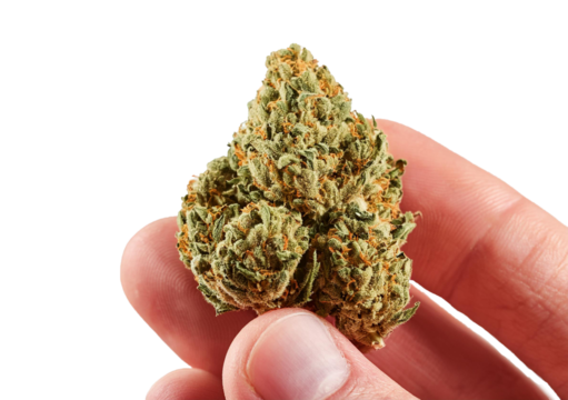 Hand full holding medical marijuana bud isolated on transparent or white background