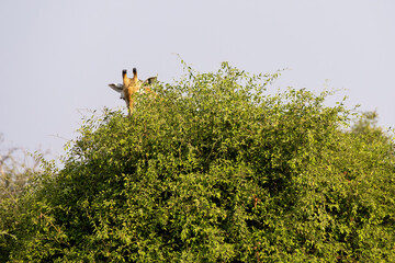 giraffe in the background eating leaves from a tree