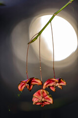 yellow autumn leaves