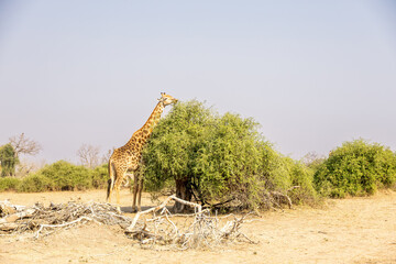 giraffe eating leaves of a tree © Andreas