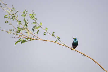 Blue-eared glossy starling perching on a twig