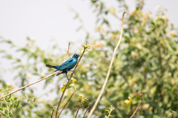 Blue-eared glossy starling perching on a twig