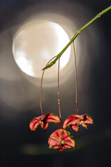 yellow autumn leaves