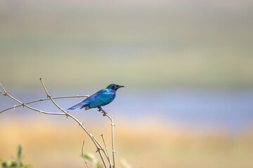Blue-eared glossy starling perching on a twig