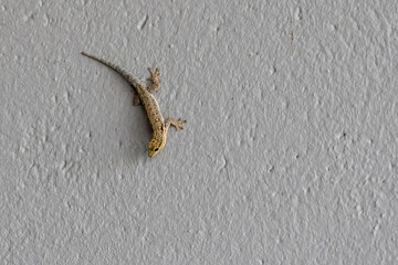 spotted house gecko crawling on wall