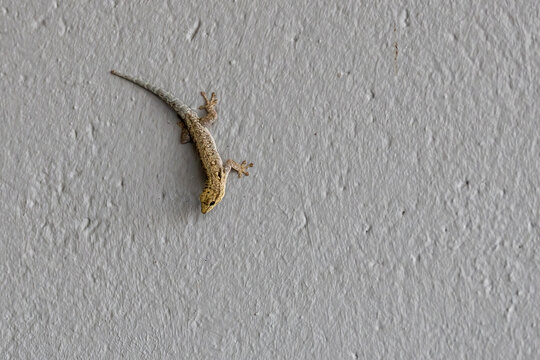 spotted house gecko crawling on wall