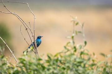 Blue-eared glossy starling perching on a twig