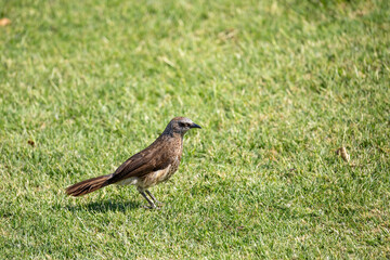 rufous-tailed weaver perching on ground