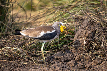 white-headed plover on riverbank at chobe river