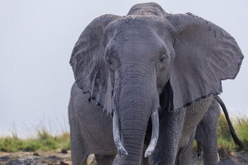 elephants on the riverbank of chobe river