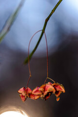 yellow autumn leaves