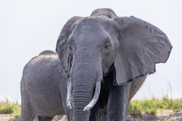 elephants on the riverbank of chobe river