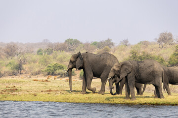 Fototapeta premium elephants on the riverbank of chobe river