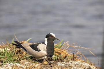 blacksmith plover sitting on its nest at chobe river