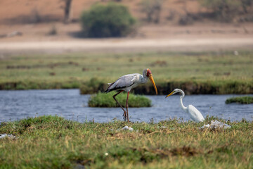 Obraz premium yellow-billed stork and great white egret in the chobe river