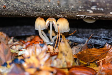 yellow autumn leaves