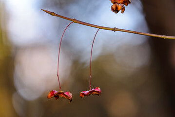 yellow autumn leaves