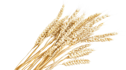Wheat stalks bundle realistic photography isolated on a transparent background