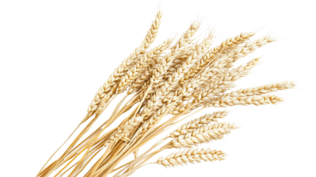 Wheat stalks bundle realistic photography isolated on a transparent background