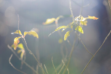 yellow autumn leaves