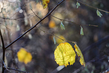 yellow autumn leaves