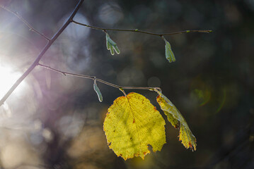 yellow autumn leaves