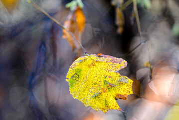 yellow autumn leaves