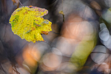 yellow autumn leaves