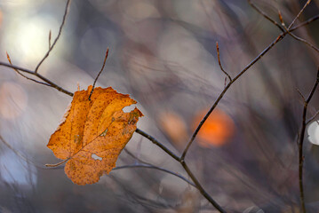 yellow autumn leaves