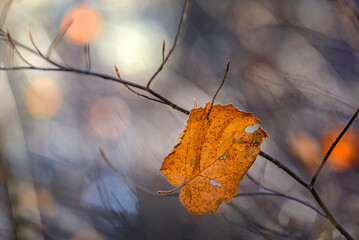 yellow autumn leaves