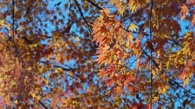 風に揺れるオレンジ色のもみじ