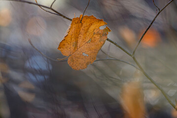 yellow autumn leaves