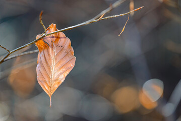 yellow autumn leaves