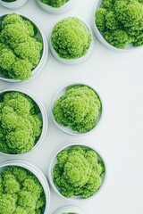 Lush green organic material cultivated in simple white containers on a clean background, symbolizing growth and natural processes.