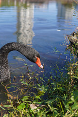 Black swans swim and interact in a body of water, with urban and natural elements in the background.