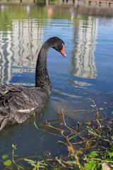 Black swans swim and interact in a body of water, with urban and natural elements in the background.