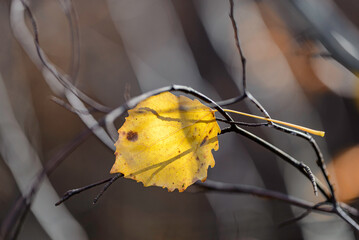 yellow autumn leaves