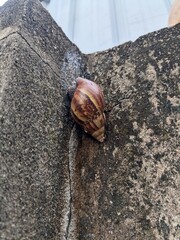 snail climbing a wall