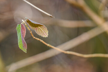 autumn leaves on the tree