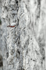 Looking for food on mountain wall, the Wallcreeper checks holes (Tichodroma muraria) 