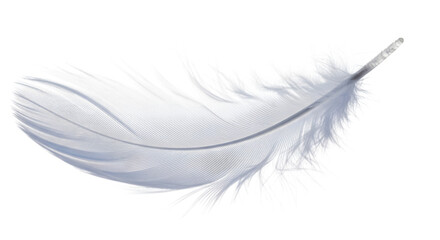 Obraz premium Delicate white feather with intricate pattern against a stark black background