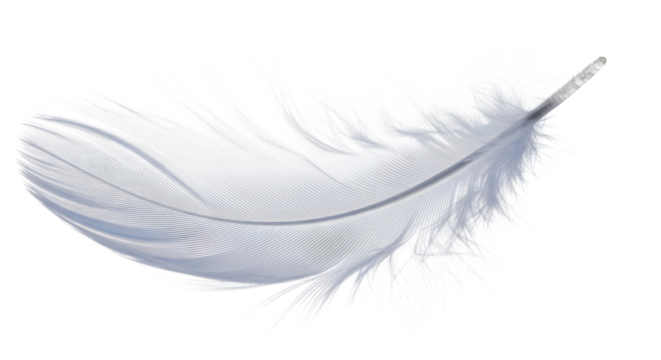 Delicate white feather with intricate pattern against a stark black background