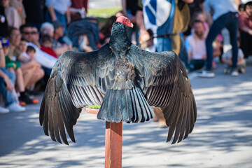 Turkey Vulture Exhibition in Spain