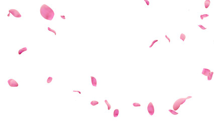 Falling pink tulip petals circle border transparent PNG 3D render