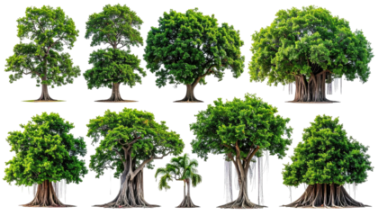 Group of lush, green, mature trees against a dark background