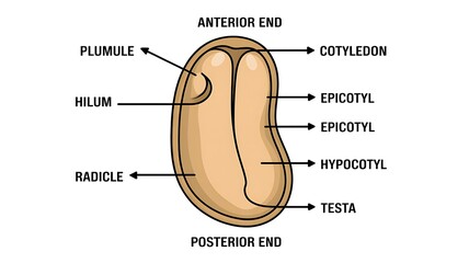 Seed Structure Detailed Diagram of Seed Anatomy for Educational and Scientific Purposes