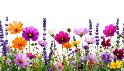 Colorful flowers and purple stalks on grassy field against black
