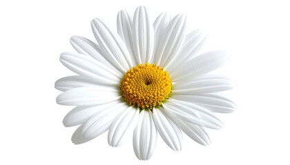 Single white daisy flower against black background